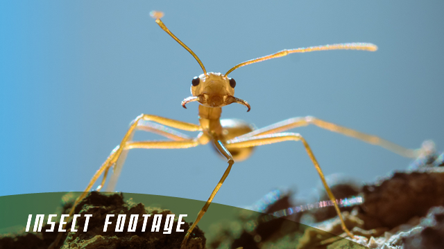 stock footage philippines france insects